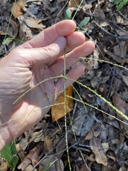 Digitaria parviflora