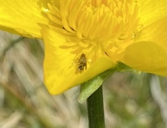 Glyphipterix simpliciella