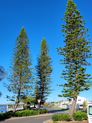 Eutacta