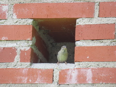 Passer domesticus