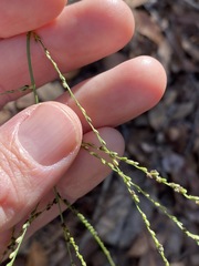 Digitaria parviflora