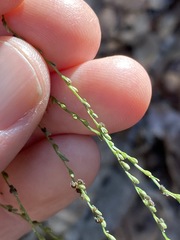 Digitaria parviflora