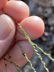 Digitaria parviflora