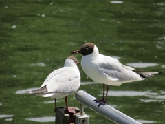 Chroicocephalus ridibundus