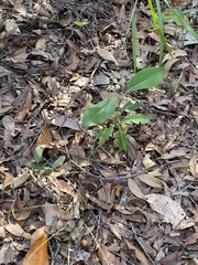 Digitaria parviflora