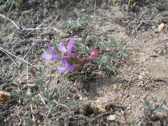 Astragalus angarensis