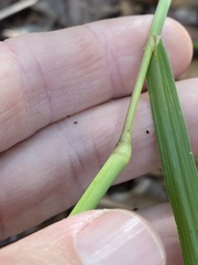Digitaria parviflora
