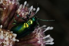 Oreina cacaliae