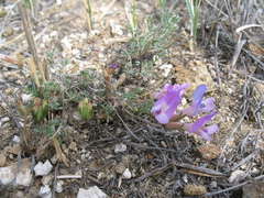 Astragalus angarensis
