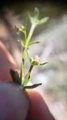 Galium bolanderi