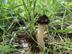Morchella semilibera