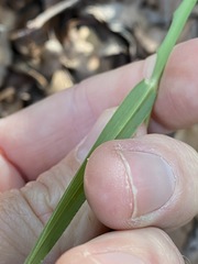 Digitaria parviflora