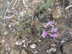 Astragalus angarensis
