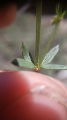 Galium bolanderi