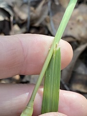 Digitaria parviflora