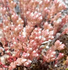 Sedum arenarium