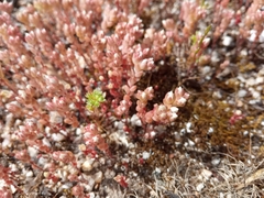 Sedum arenarium