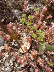 Sedum arenarium