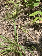 Aspidoscelis gularis