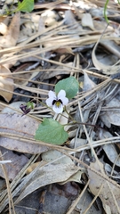 Viola cuneata
