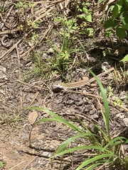 Aspidoscelis gularis