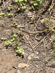 Aspidoscelis gularis