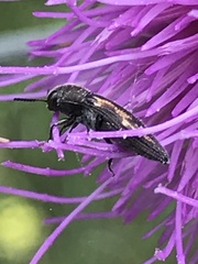 Acmaeodera neoneglecta