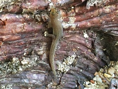 Sphaerodactylus leonardovaldesi