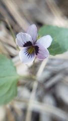 Viola cuneata