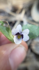 Viola cuneata
