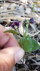 Viola cuneata