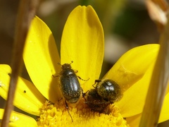 Paratriodonta romana