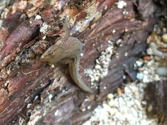 Sphaerodactylus leonardovaldesi