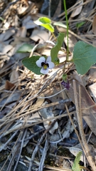 Viola cuneata