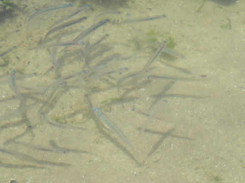 Odontesthes incisa