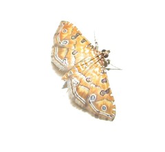 Ommatospila narcaeusalis