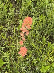Castilleja coccinea