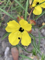 Oenothera berlandieri pinifolia