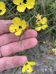 Oenothera berlandieri pinifolia