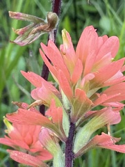 Castilleja coccinea