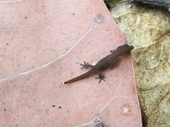 Sphaerodactylus leonardovaldesi