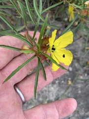 Oenothera berlandieri pinifolia