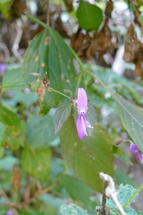 Hypoestes phyllostachya