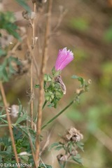 Malva alcea
