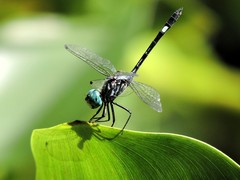 Micrathyria ocellata