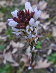 Noccaea perfoliata