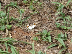 Colotis euippe euippe