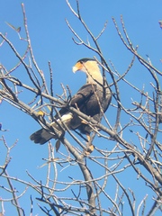 Caracara plancus