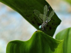 Micrathyria ocellata