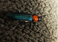 Ischnomera xanthoderes